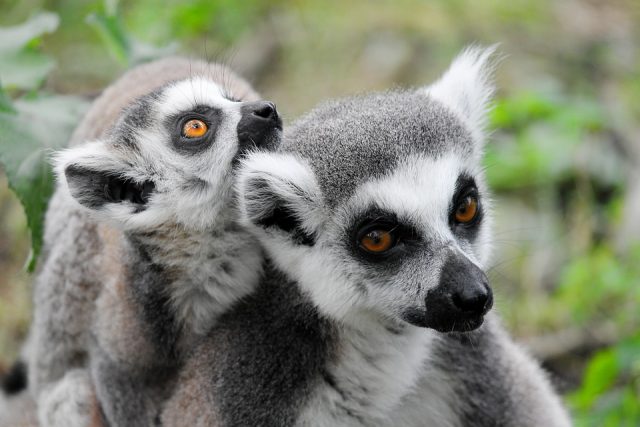 Top 3 des plus beaux parcs nationaux de Madagascar à découvrir